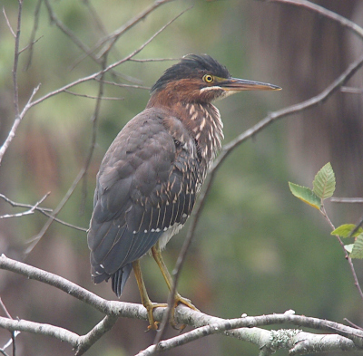 [Heron is perched on a tree branch facing to the right. The crest appears dark brown and is fluffed rounding the top of its head at or above the level of its yellow-ringed black eye. The rest of its head is rusty brown. The neck has white splotches in the rusty brown. The rest of its feathers are grey-green with white tips. Its legs are yellow-green.]
